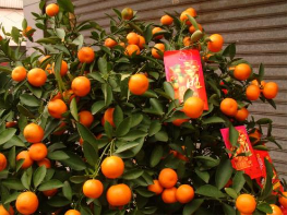 What if the kumquat tree loses its leaves? How to grow potted plants? What are the precautions?