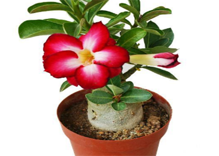 Are desert roses poisonous? How should I water it? What if the leaves turn yellow?