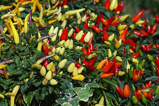 Solanaceae plants pepper species what varieties of high yield? What are the key points of planting technology?