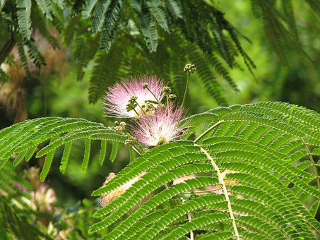 Will mimosa, King of hedges, blossom? When will it blossom? Will you die after blooming? How can it blossom?