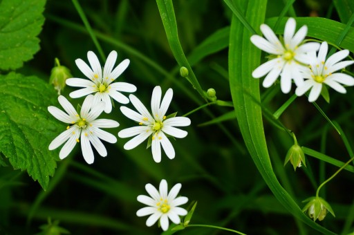 Are the stars poisonous? When do they usually bloom? Can I keep it indoors? How?