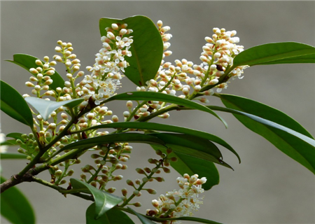 What is the reason why the leaves of sweet-scented osmanthus trees turn yellow? How to solve it? Why can't you grow it at home?