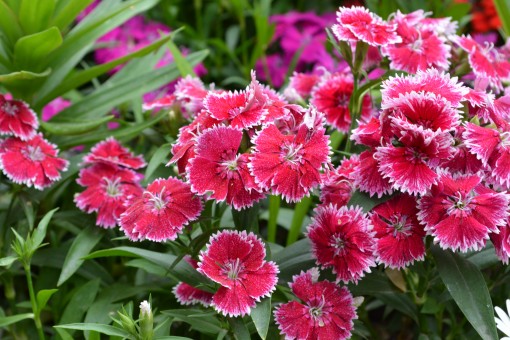 Is it Carnation? Is it poisonous? Can I keep it indoors? How? When do they bloom?