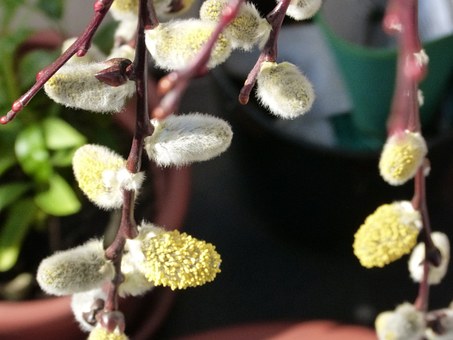 How much is the ornamental plant silver bud willow seedling? Which areas are suitable for planting? How do you plant it?