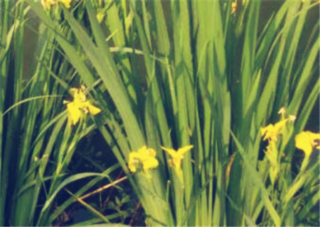 How does traditional Chinese medicine calamus grow with soil? Can I get hydroponic culture? What if the leaves turn yellow?