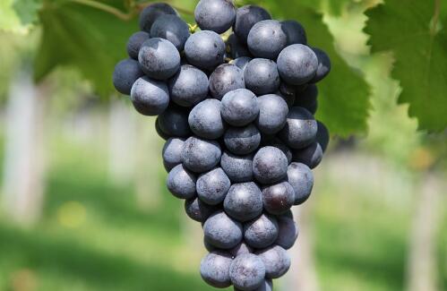 Woody vine grape got gray mildew, downy mildew, powdery mildew what medicine?