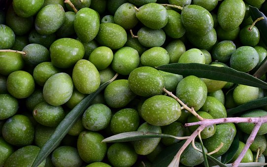 How much is the market price of tree plant olive per jin? When will it be ready for market? Which areas are suitable for planting? What?