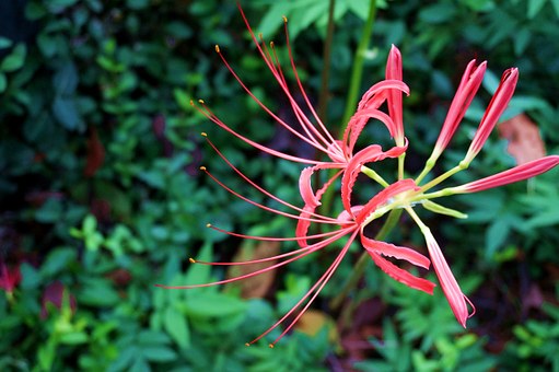 Does the other side flower of Amaryllidaceae have seeds? How much is the seed per jin? Can you plant it at home? How do you plant it? When will it blossom?