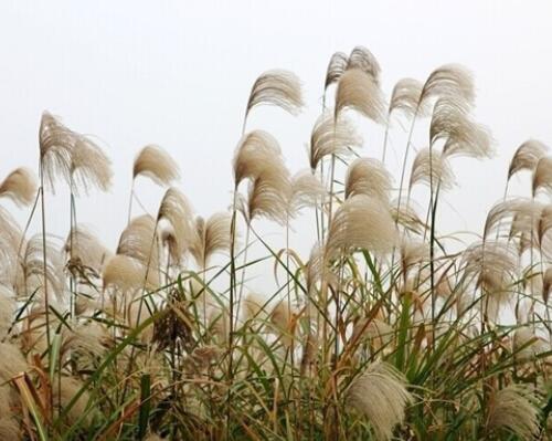 How much is the price of tall grass Reed seedlings? When will it be planted, flowered and harvested? What are the planting techniques?