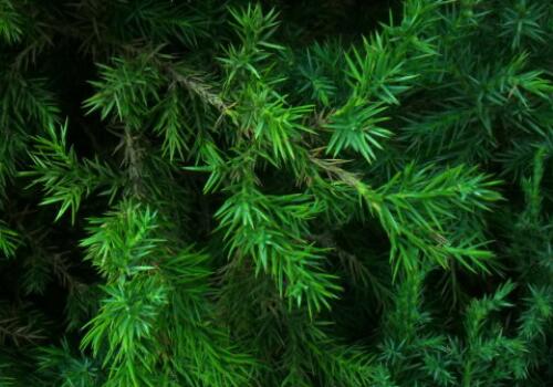 How much is the price of evergreen trees and cypress seedlings? What's the difference between Platycladus orientalis and Platycladus oriental? How to maintain bonsai?