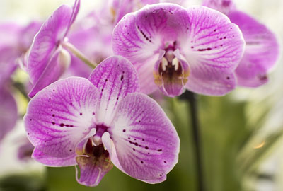 How much is the seed of Phalaenopsis in Orchidaceae? How do you plant it? When will it blossom?