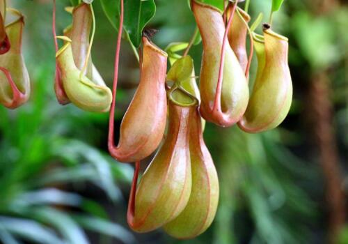 Can I raise pitcher plants at home? Is it poisonous? Why does it eat bugs? How do you plant seeds?