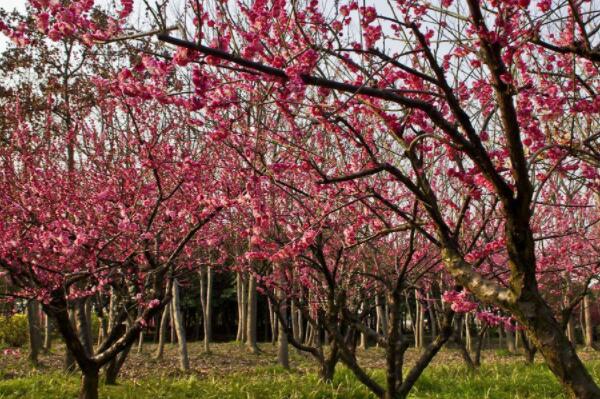 How much is the price of deciduous trees and red plum saplings? When will it transplant and blossom? How do you plant it?