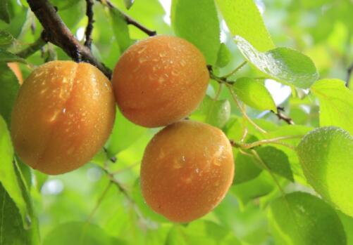 Is it good to plant apricot fengshui in your yard? How to reproduce by grafting? How to trim? How many years has it been planted?