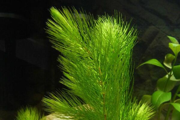 Is aquatic plant hornfish harmful plant? How to fix in fish tank? When do you plant it? How to grow?