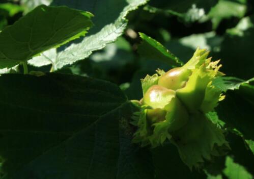 How much is the little tree hazelnut sapling? When will it blossom? How many years of planting can it bear fruit? How to plant