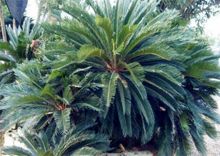 What kind of plant is Baranza cycad? What is the main place of origin? How do you plant it? What if the leaves don't bifurcate?