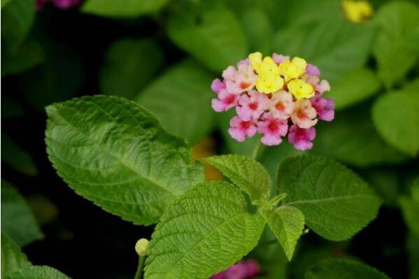 When does Changsheng plant five-colored plum usually blossom? How much is the seed per jin? Can I keep it at home? How to plant and raise