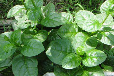 What is the fungus dish of Chrysanthemum Panax notoginseng? When will it be ready? When will it be harvested? How do you plant it?