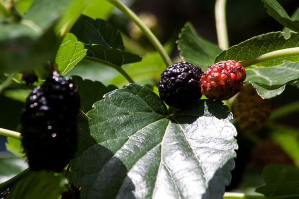 How many times a year do mulberry trees bear fruit? How can we grow more fruit?