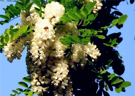 When does acacia (acacia) blossom? How many years does it take to flower? What is the difference between the Chinese pagoda tree and the Chinese pagoda tree?