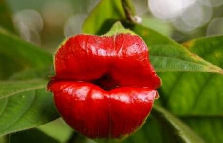 Where do the bright red lip flowers grow? Is it poisonous? How to plant it?