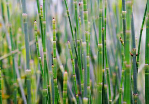 Can the plants of Equisetaceae be eaten? How much half a kilo? What disease can be treated with boiling?