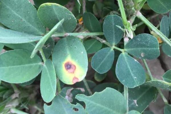 What medicine does leguminous plant peanut seedling stage, full bloom stage, yellow leaf, cotton bollworm hit? How can we produce high yields?