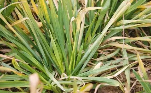 What medicine does wheat yellow leaf disease hit? What is the reason for yellowing? How to prevent and cure?