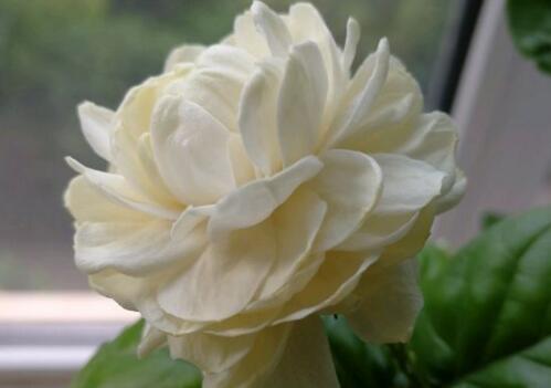 In which month does tiger head jasmine usually blossom? Is it poisonous? Can you breed it indoors? What is there to pay attention to?