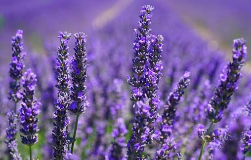 How to grow lavender after vanilla? When will it blossom? In which month does Yili lavender bloom?