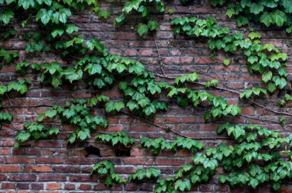 How much is the price of perennial Parthenocissus paniculata seedlings? Why did you climb the wall? Is it harmful to the house? How