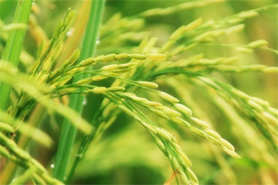 What is annual plant rice bakanae disease? How? With what medicine can you cure?