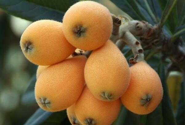 How many times a year does loquat blossom? How many times do you bear fruit? How can it blossom and bear fruit?