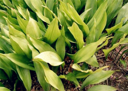 When will the one-leaf orchid of Ruo leaf blossom? What if the leaves turn yellow? Culture methods and matters needing attention are attached