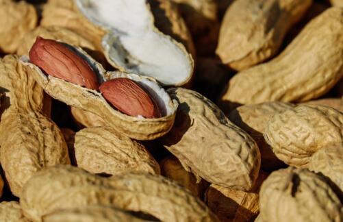 Can peanuts be seeded in shells? How? What's in it for you? What kind of fertilizer is high yield?