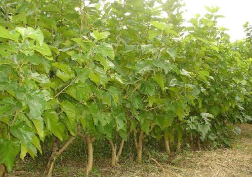 How much is the price of shrubs and mulberry seedlings? Which kind of output is high? What is the use value at present? How to plant and prune?