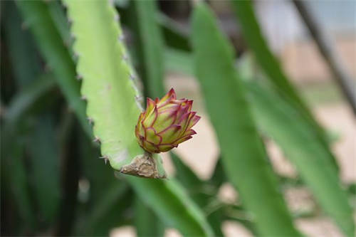 How many times a year does the dragon fruit bloom? How many times do you bear fruit? How much fruit can a tree bear? How do you plant it?