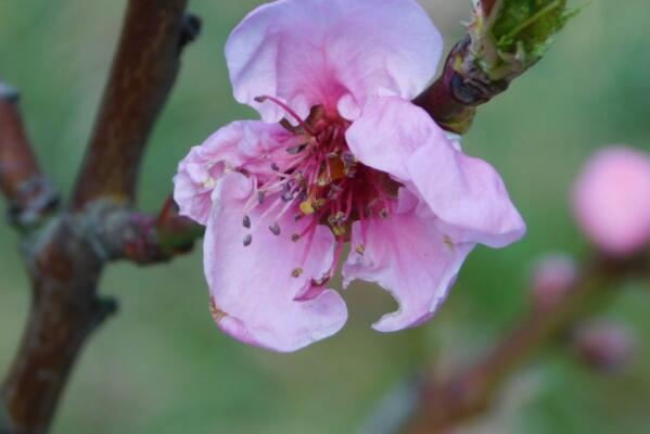 Why do peach trees ward off evil spirits? Before and after flowering, aphids, heart-eating insects and other pests hit what drugs?