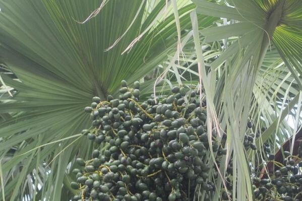 How much is the price of evergreen trees and palms? When will it be transplanted? How do you plant it? Its fruit energy