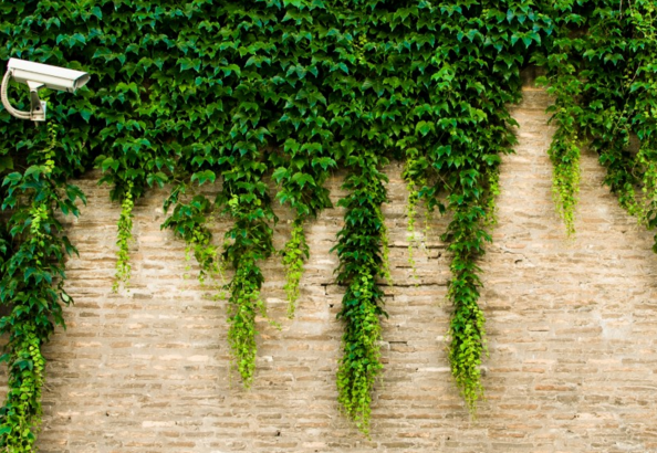 When does ivy usually bloom? How to cuttage? What is the medicinal value?