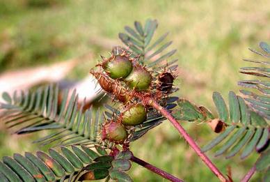 [excuse me] what does mimosa look like? Is it poisonous? How do you raise it?