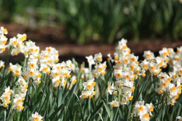 How to plant the seeds of Amaryllidaceae daffodils? When will it blossom? What's the use?