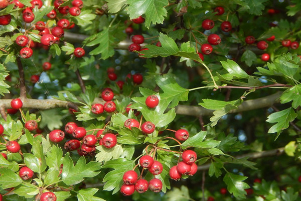 When will the Hawthorn tree be grafted? How many years will it blossom and bear fruit?