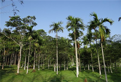 Where can betel nut trees be planted? What's the difference between it and a palm tree?