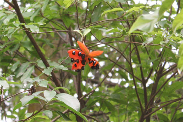 How to grow sterculia? When is it ripe for harvest?