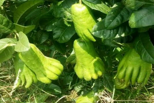 How many catties of chayote per mu? What are the costs and benefits of planting?