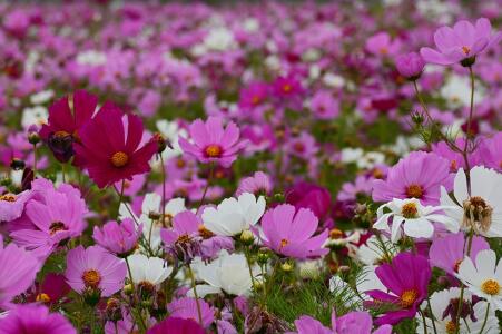 How much is the seed of Gesang flower (Persian chrysanthemum) per jin? How do you plant it?