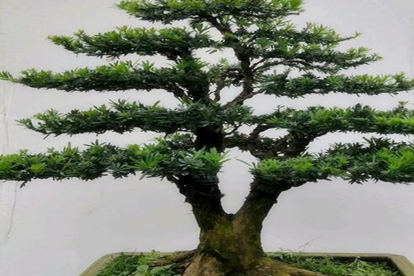 When will the evergreen tree Luohan pine be grafted? What are the grafting methods?