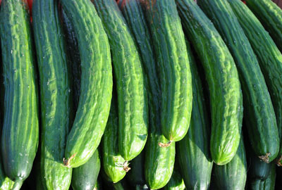 Which cucumbers are suitable for planting in summer and autumn? (with planting technology)